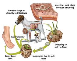 Hookworm life cycle and transmission