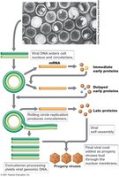 Herpesvirus replication and latency