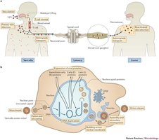 Transmission and latency of varicella-zoster virus