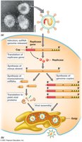 Coronavirus structure and replication