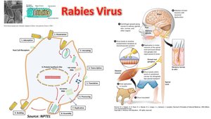 Rabies virus replication and pathogenesis