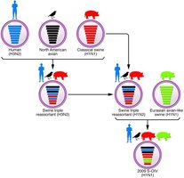 Antigenic shift in influenza virus