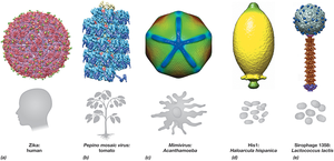 Diversity of viral shapes and hosts
