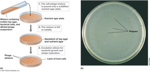 Culturing and detecting viruses using plaque assays