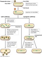 Lytic and lysogenic cycles of bacteriophages
