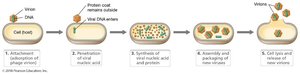 Steps in the replication cycle of bacteriophages