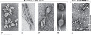 Electron micrographs of archaeal viruses