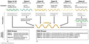 Baltimore classification of viral genomes