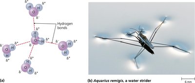 Cohesiveness of water and surface tension