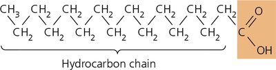 Structure of palmitic acid