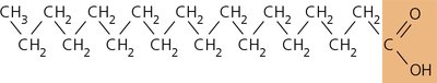 Structure of stearic acid