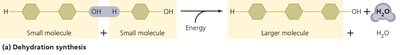Dehydration synthesis reaction