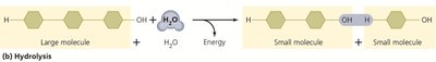 Hydrolysis reaction