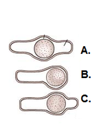 Diagram showing central, terminal, and subterminal endospore locations