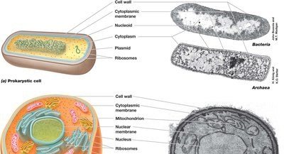 Prokaryotic and eukaryotic cell structure