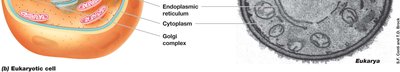 Eukaryotic cell structure