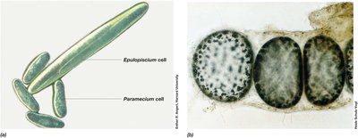 Two very large bacteria