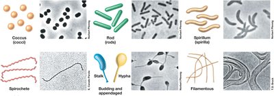 Cell morphologies: cocci, rods, spirilla, spirochetes, stalks, hyphae, filamentous