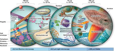 Microorganisms vary greatly in size and shape