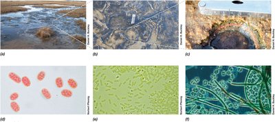 Phototrophic microorganisms