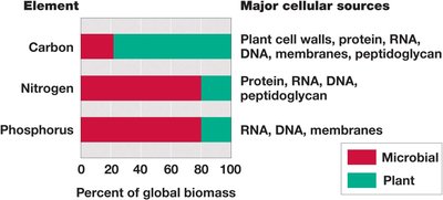 Contribution of microbial cells to global biomass