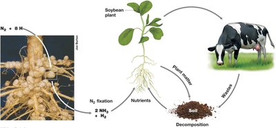 Microorganisms in modern agriculture