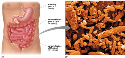 Human gastrointestinal tract and gut microbiome