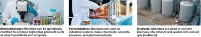 Industrial microbiology (continued)