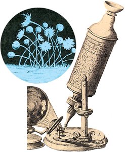 Robert Hooke and early microscopy