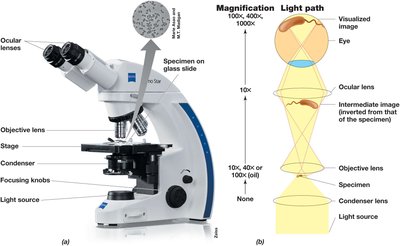 Compound light microscope and magnification