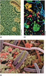 Microbial communities in lake, sewage, and tongue