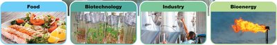Microbial applications in food, biotechnology, industry, and bioenergy