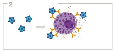 Postsensitization exposure in Type I hypersensitivity