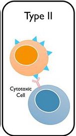 Type II hypersensitivity mechanism
