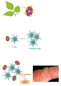 Contact dermatitis mechanism