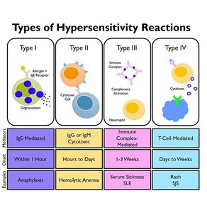 Types of hypersensitivity reactions