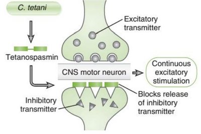 Diagram of tetanospasmin action at the synapse