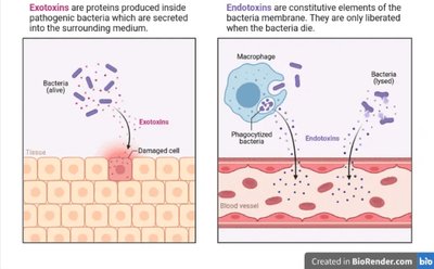 Comparison of exotoxins and endotoxins