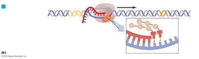 Elongation of RNA transcript during transcription