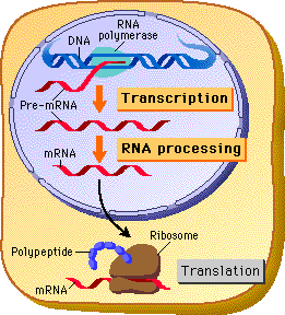 Comparison of prokaryotic and eukaryotic transcription and translation