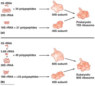 Translation of mRNA into polypeptides