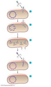 Diagram of transduction in bacteria