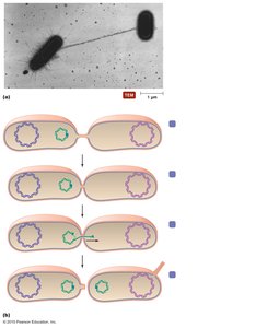 Diagram of conjugation in bacteria