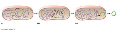 Transposons moving within and between DNA molecules