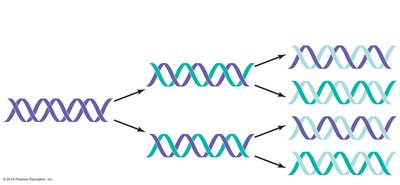 Semiconservative DNA replication diagram