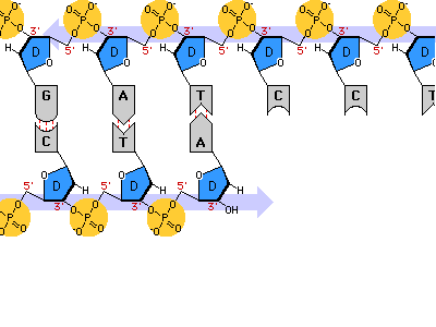 DNA structure showing base pairing and phosphodiester bonds