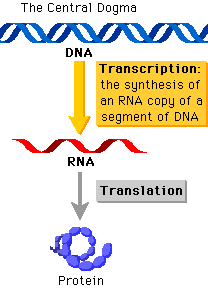 Central dogma: DNA to RNA to protein