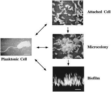 Microscopic study of biofilm formation stages