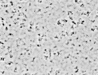 Pillars and monolayer in mature biofilm