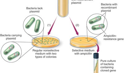 Cloning into a plasmid and selection